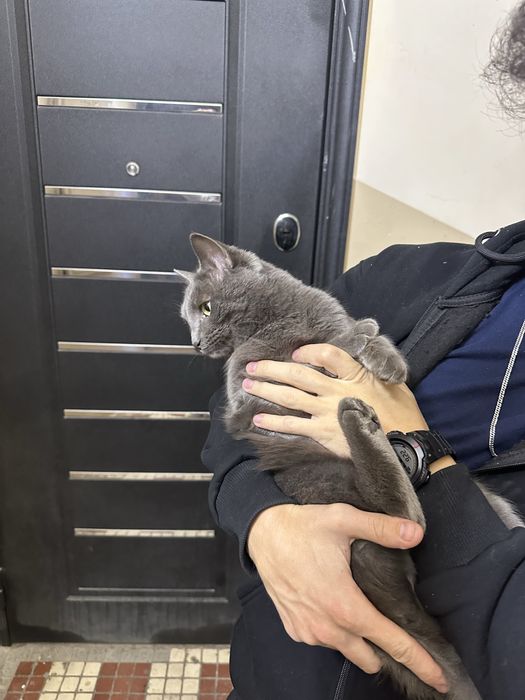 отдам в добрые руки, порода бритиш фолд