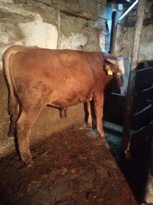 Продам бычков молодняк.