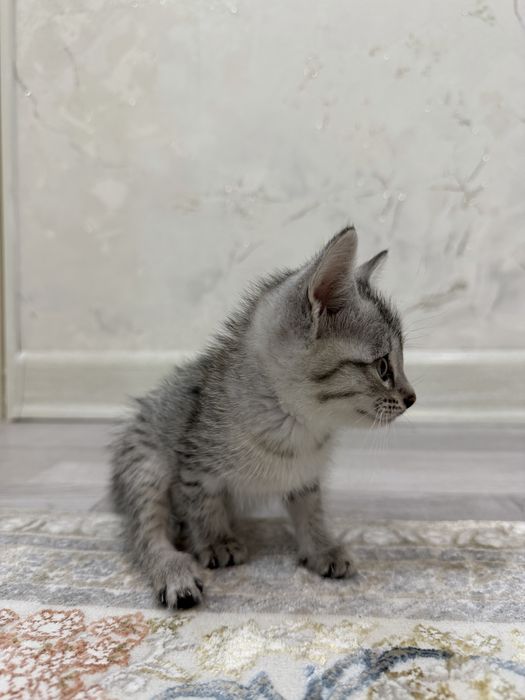 Котенок/ Хороший,послушный