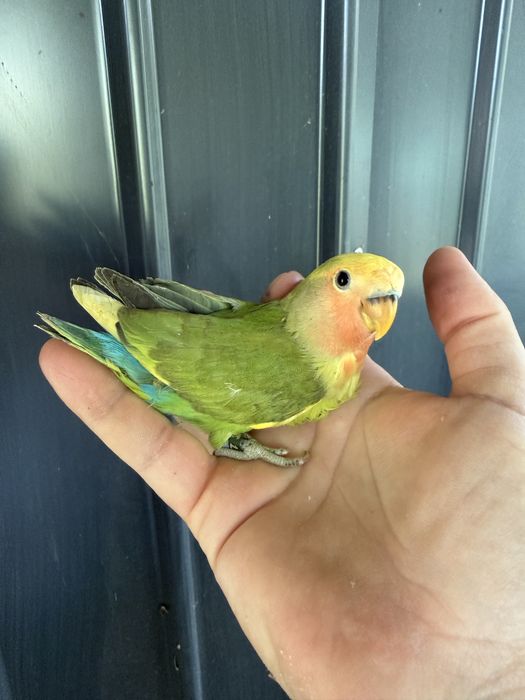 Papagali agapornis puiuti foarte blanzi amorezi agaponis