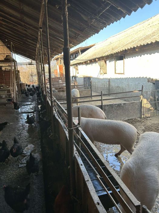 Продавам прасета