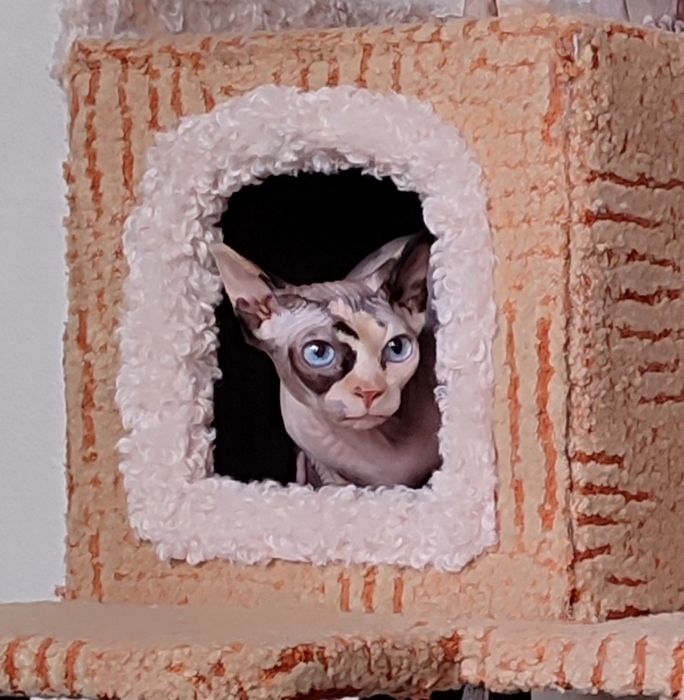 Сфинкс канадский, девочка 1г2м, стерелизована