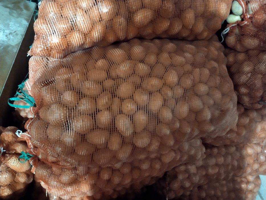 Продам картофель на семена