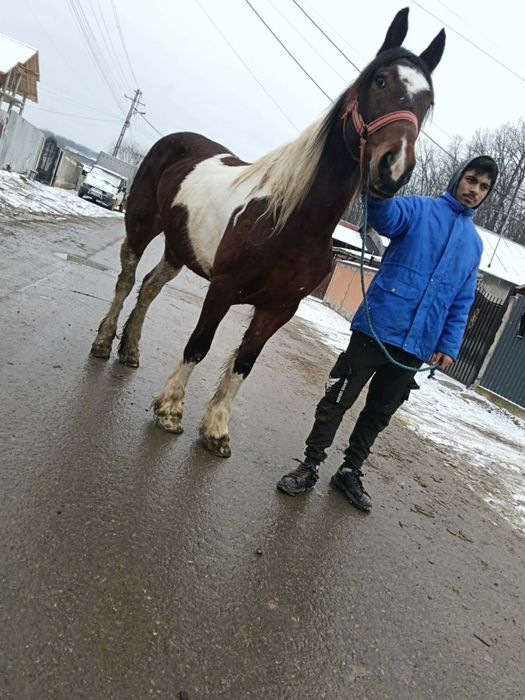 Vând iapa balțata de 5 ani sau schimb