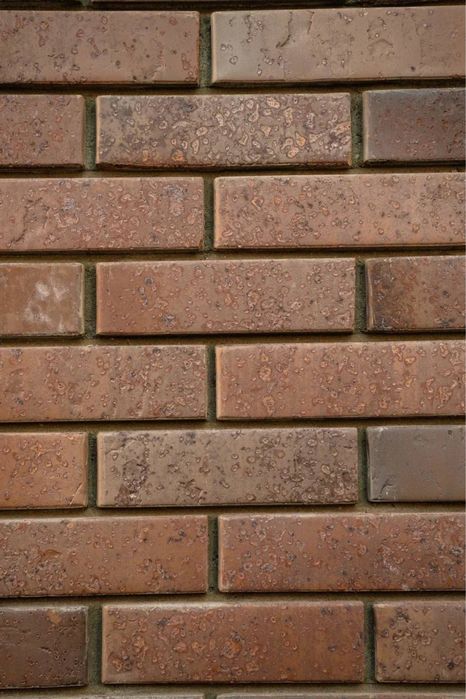 Тайга юг Марион ликолор