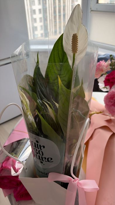 Цветы Шымкент самовывоз