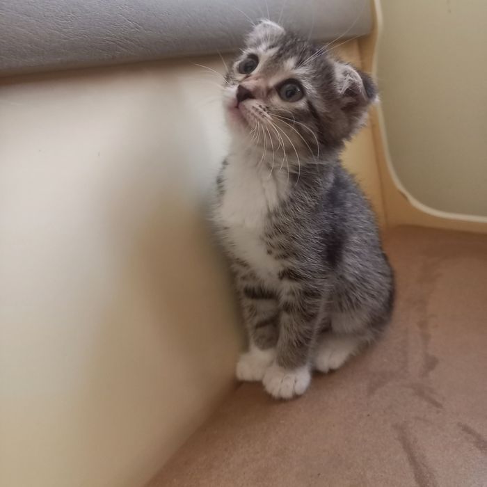Вислоухий котёнок 1,5 месяц