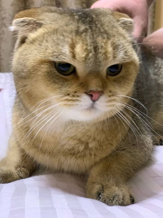 Скоттиш фолд золотая шиншилла