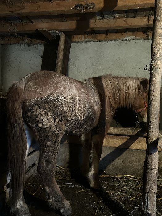 Manza rasa semi grea