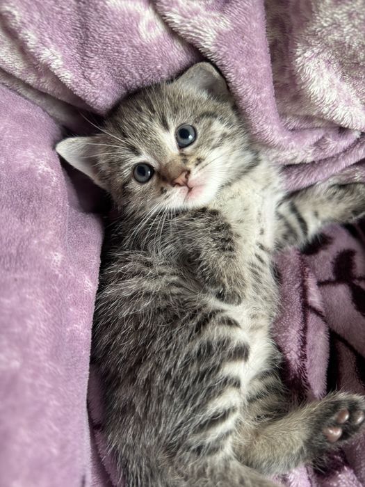 Отдам котяток в добрые руки