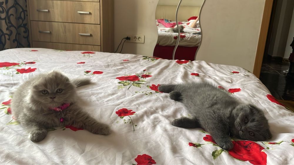 Pisoiasi britsh scotish dragalași