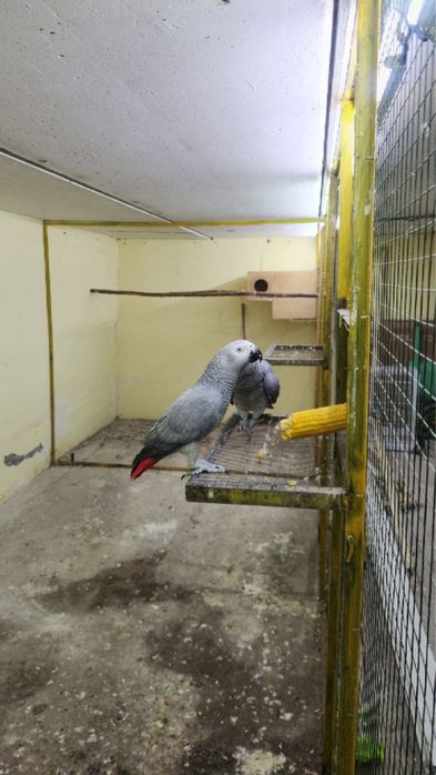 Jako boqishib turgan par sotiladi ikkalasiyam gapiradi. Qo’lga keladi.