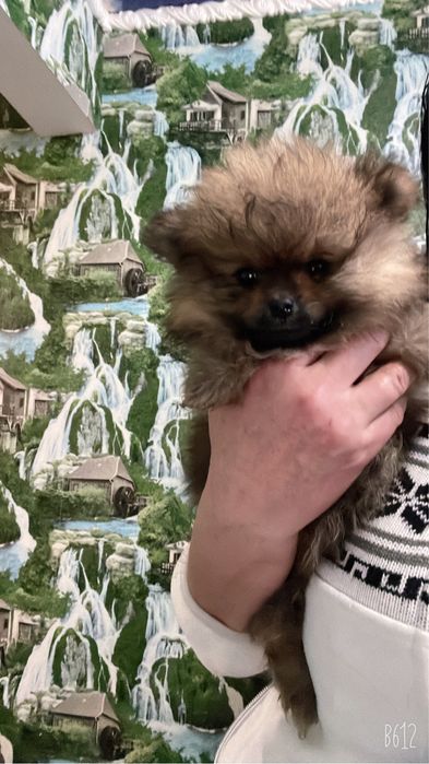 Щенки шпица