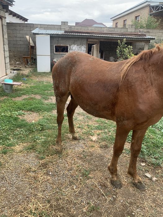 Тай сатылады бағасы 480000