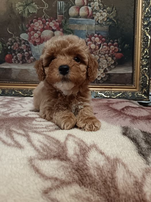 Мальтипу мальчики и девочки