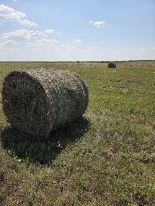 Сено разнотравье Астана