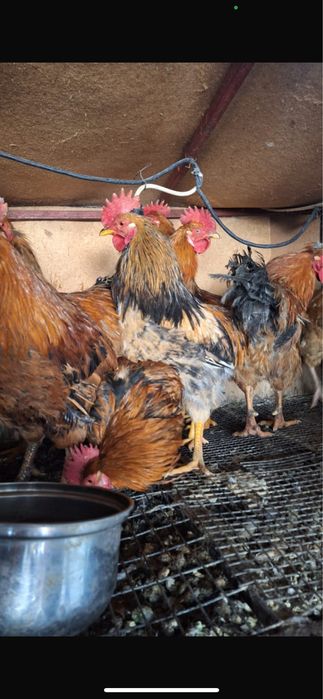 Продам петухов 8 месяцев