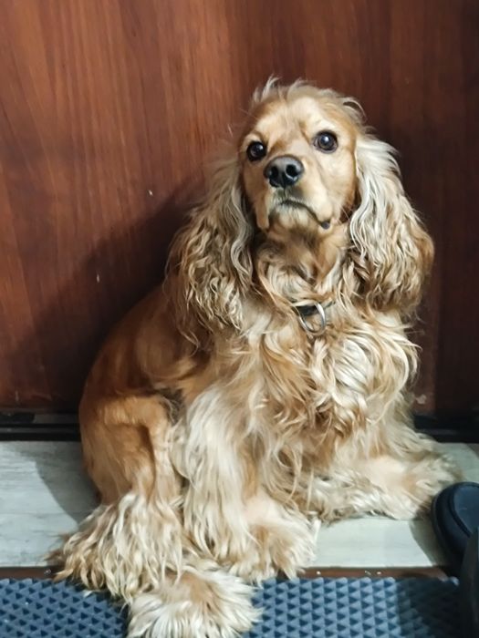 Вязка спаниеля!!!