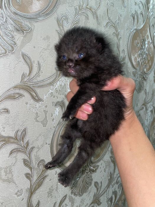 mushu bolalari 1oyli boldi onasi skotsh fold