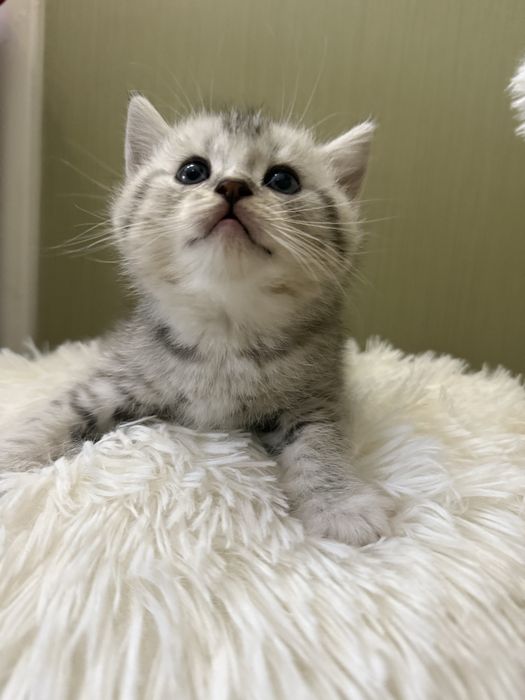 Шотландские котята!