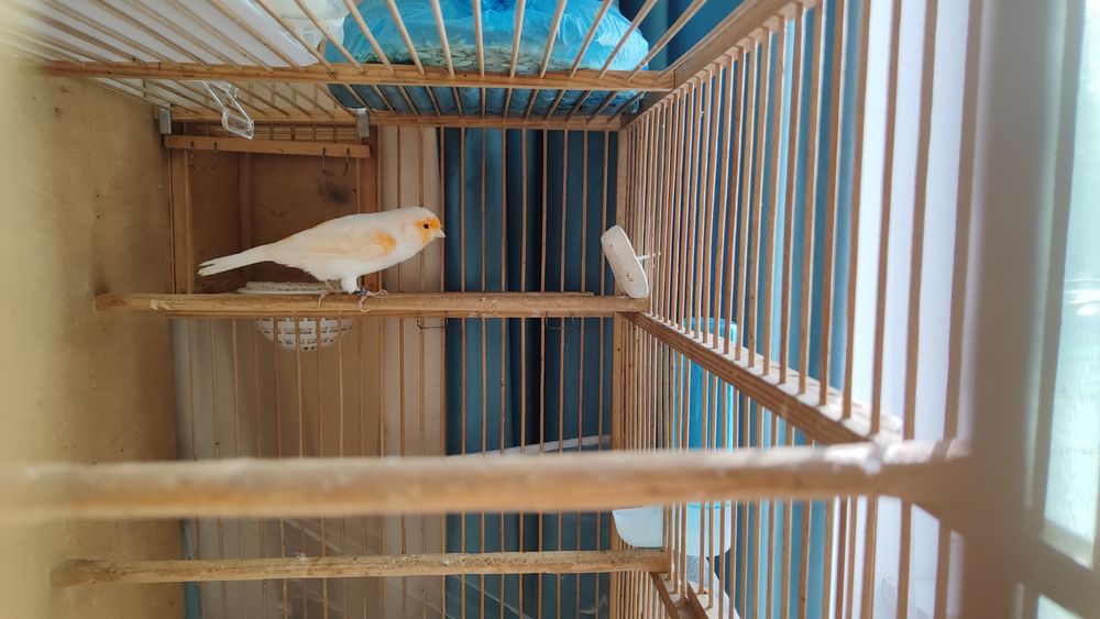 Кенар канарейки канарейка мазайка