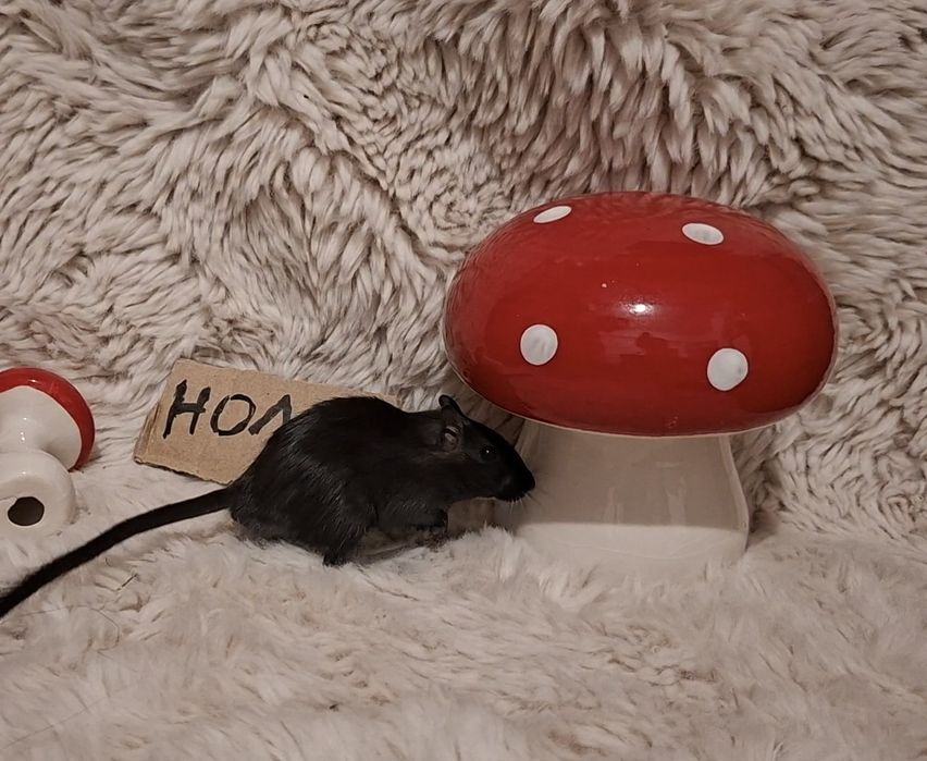 Donez femela gerbil in varsta de 4 luni + punga mancare
