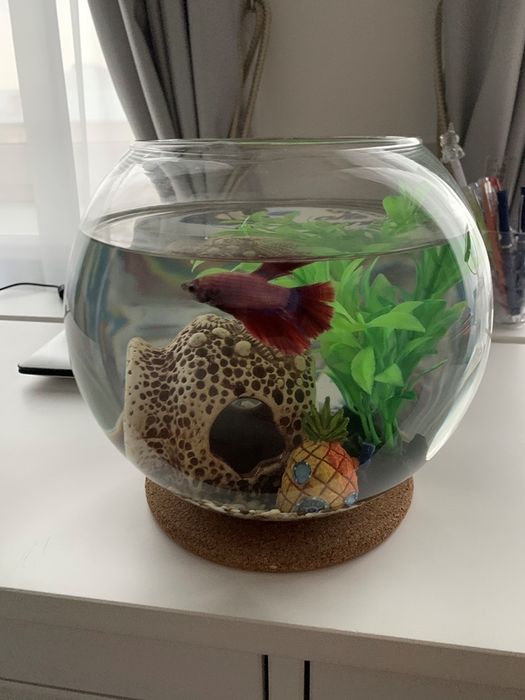 Петушок аквариум