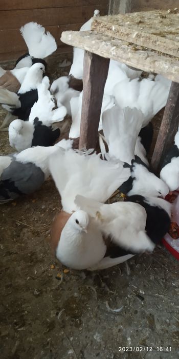 Гълъби...ЧИЛИКИ...