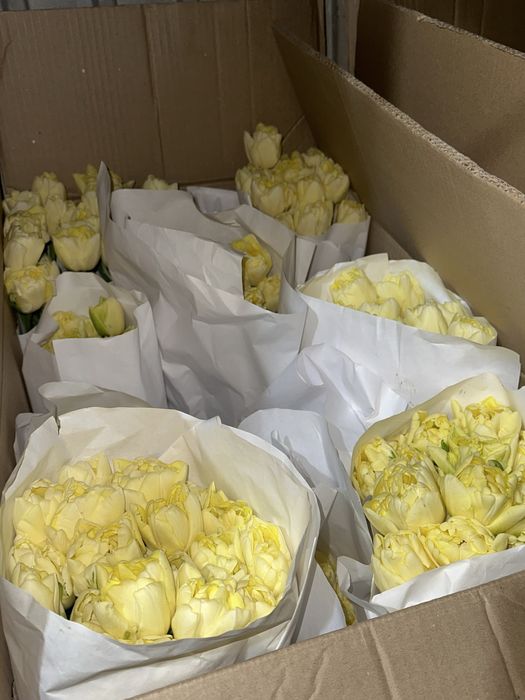Тюльпаны в розницу