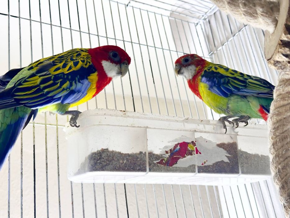 Продаются розеллы, готовая пара