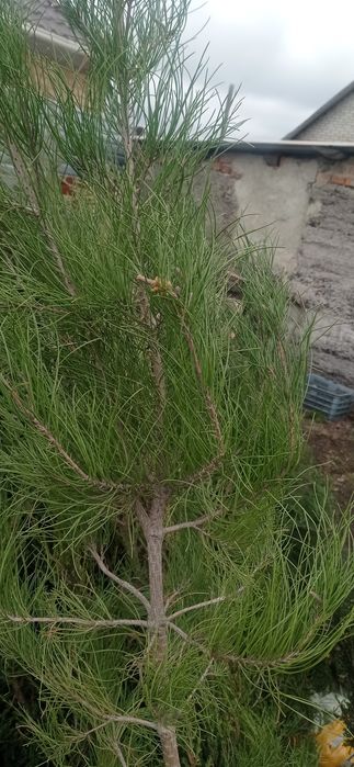 Туя, можжевельник