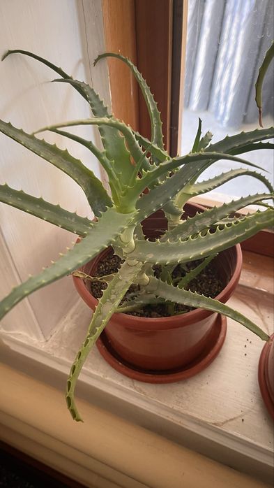 Aloe gul tuvakda