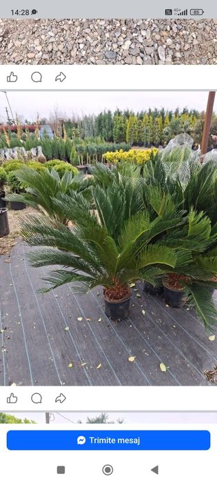 Vând plante ornamentale și livrez