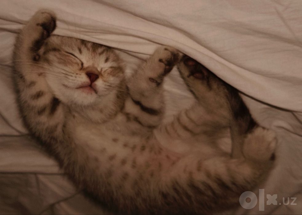 Котята породы Scottish Fold