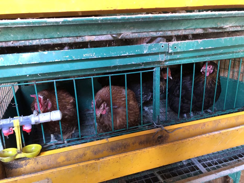 Продам срочно жирный курей