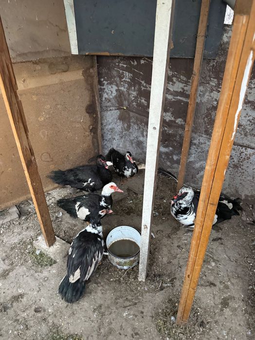 млади неми патици