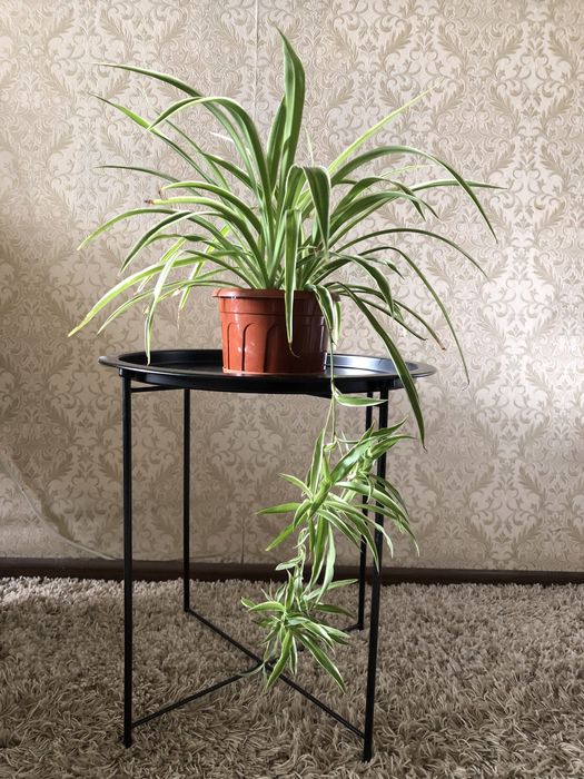 Цветы для дома и офиса