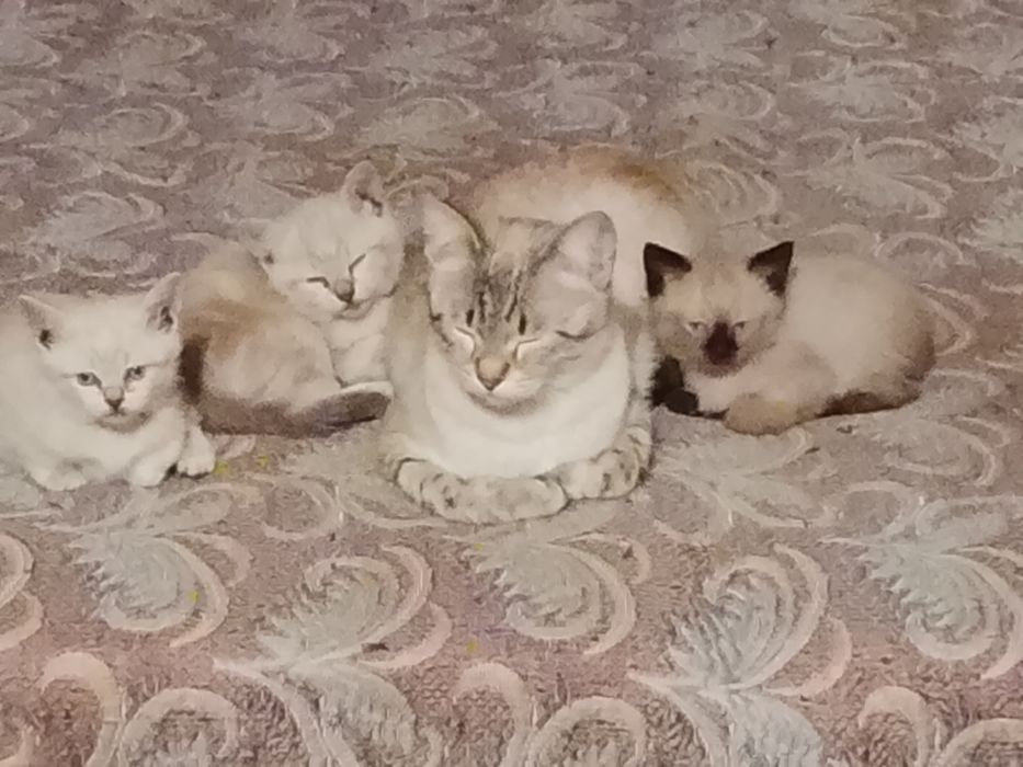 Отдам котят в добрые руки