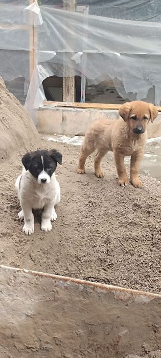 Барбосы чапа и чарли