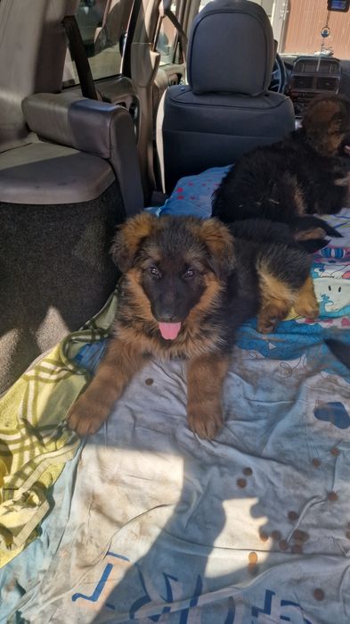 Немецкая овчарка