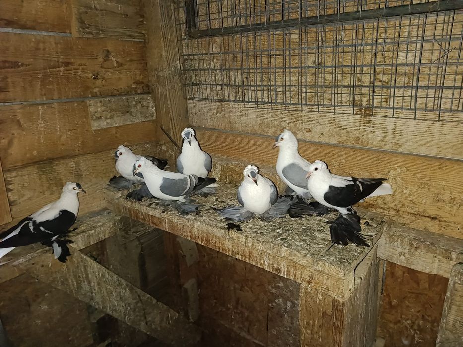 Porumbei rândunele