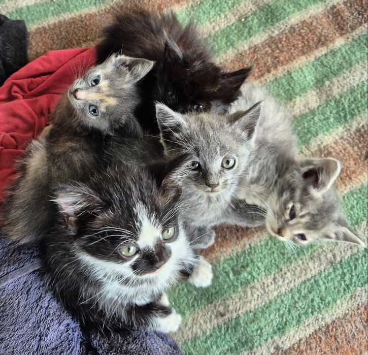 Котята в добрые руки