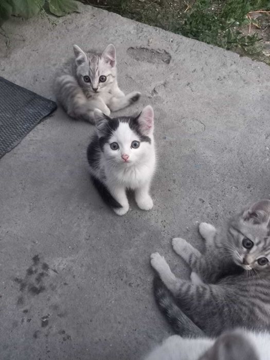 Отдам котят в хорошие руки