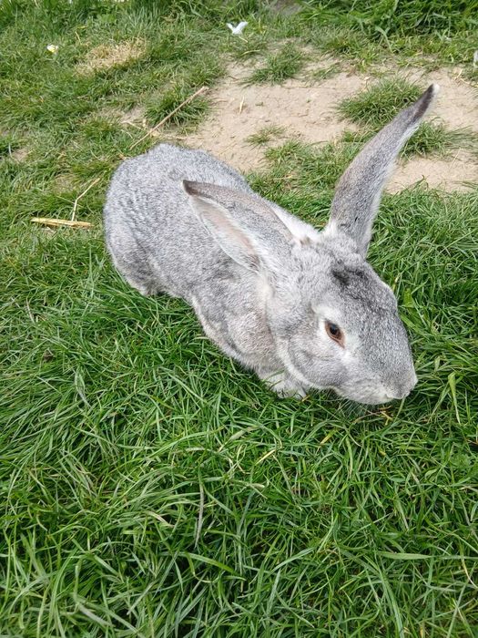 Vând mascul uriaș german