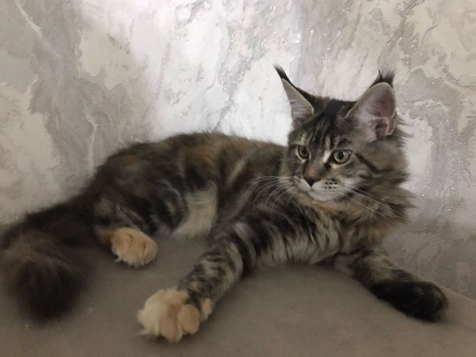 В продаже красотка девочка черепашка породы Мейн-кун