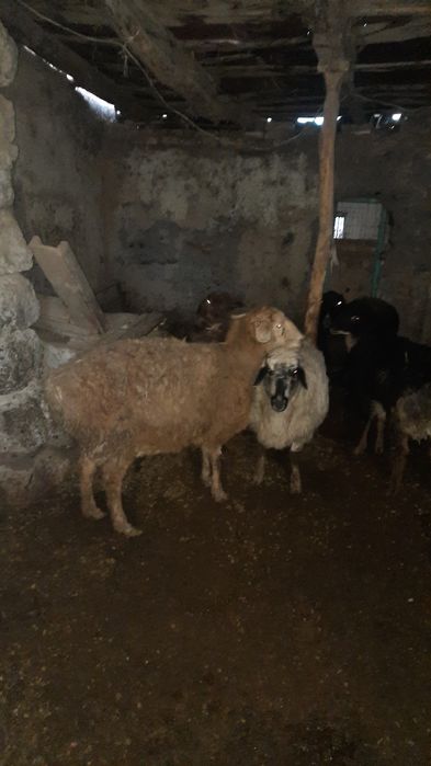 Семіз саулық қойлар