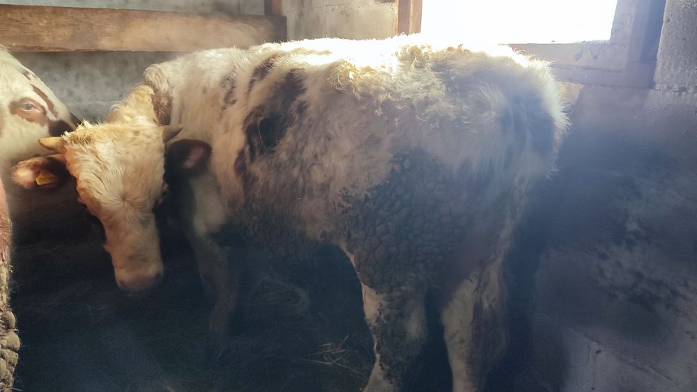 Продам 3 быков .