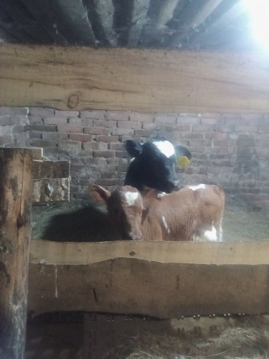 Продам телят бычков и тёлочки