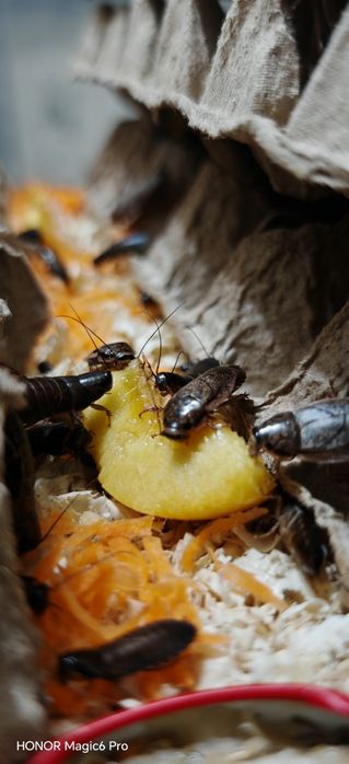 Мраморные тараканы