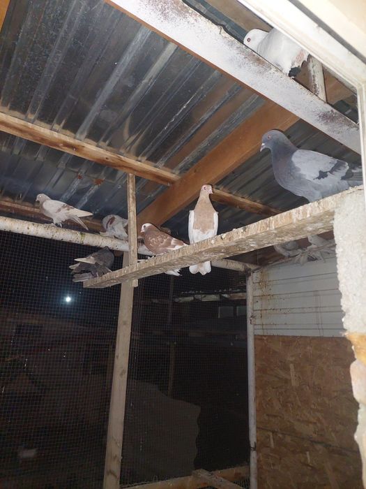 Құстар сатылады.